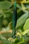 Male Beautiful Demoiselle Damselfly on leaves