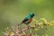 Male Beautiful Sunbird, small bird in metallic green with down-curved bills in Tanzania, Africa