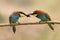 Male bee eater giving a insect to its partner