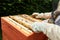 Male beekeeper using hive tool on beehive