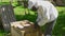 Male beekeeper working with bees.