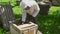 Male beekeeper working with bees.