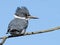 Male Belted Kingfisher