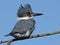 Male Belted Kingfisher Sitting on a Branch