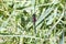 A Male Belted Whiteface Dragonfly Leucorrhinia proxima Perched on Green Vegetation at a Lake in Colorado