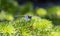 A Male Belted Whiteface Dragonfly Leucorrhinia proxima Perched on Green Vegetation at a Lake in Colorado