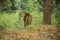 Male Bengal Tiger in Jungle