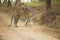 Male Bengal Tiger, Kanha, India