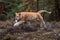 A Male Bengal Tiger marking his territory