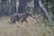 Male Bengal tiger who walks in the forest on an overcast rainy d