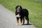 Male Bernese mountain dog posing for a picture
