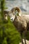 Male big horn sheep