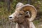 Male Big Horned Sheep Close Up Head Shot