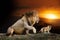 Male big lion and cub on savanna landscape background and Mount Kilimanjaro at sunset