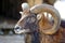 Male Bighorn Ram Portrait Closeup