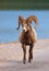 Male bighorn sheep, Banff national park, Canada