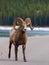 Male bighorn sheep, Banff national park, Canada