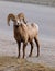 Male bighorn sheep, Banff national park, Canada