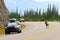 A male bighorn sheep crosses a busy highway on blind corner