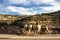 A male Bighorn Sheep, three females, and a juvenile are about to go down a steep cliff in Colorado National Monument