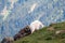 Male Billy Mountain Goat in Olympic National Park in the state of Washington