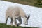 Male Billy Mountain Goat on snow on Hurricane Ridge in Olympic National Park in Washington state USA