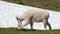 Male Billy Mountain Goat on snow on Hurricane Ridge in Olympic National Park in Washington state USA