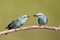 Male bird Breasted rollers feeding female