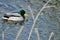 Male bird drake of wild duck mallard swims in the water