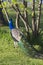 Male Bird Peacock Colorful Bird Animal Wildlife Vertical Composition