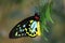 Male Birdwing Butterfly