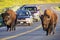 Male bison blocking road in Yellowstone National Park, Wyoming