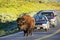 Male bison blocking road in Yellowstone National Park, Wyoming