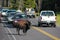 Male bison blocking road in Yellowstone National Park, Wyoming