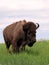 Male Bison Bull on the American West Prairie Grass