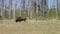 A male bison grazing in the springtime