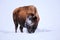 Male bison looking for grass under the snow during winter, Yellowstone National Park, Wyoming