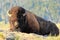 Male bison lying in dust, Yellowstone National Park, Wyoming