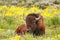 Male bison lying in the field with flowers, Yellowstone National