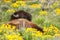 Male bison lying in the field with flowers, Yellowstone National Park, Wyoming