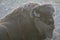 Male bison lying on the ground on a frosty morning, Yellowstone National Park, Wyoming