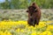 Male bison standing in the field with flowers, Yellowstone National Park, Wyoming