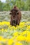 Male bison standing in the field with flowers, Yellowstone National Park, Wyoming
