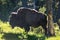 Male bison standing next to a rubbed tree in Yellowstone National Park, Wyoming