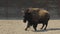 Male bison standing up at the ranch. European wood bison priscus, zubr, wisent