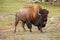 Male bison walking in Yellowstone National Park, Wyoming