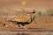 The male of Black-bellied Sandgrouse Pterocles orientalis sitting next to the desert pool to drink water from the pool in the de