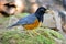 Male Black-breasted Thrush