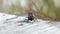 Male Black darter (Sympetrum danae)