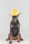 Male black dog with construction yellow hat